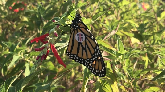 a tagged Monarch butterfly